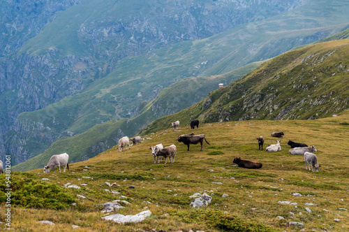 Cattle grazing high in the mountains