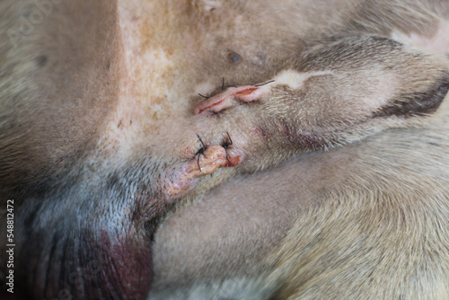 Cryptorchidism surgery. Surgical stitches after castration of a dog with only one testicle in the scrotum and the other in the abdomen. photo