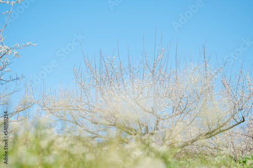 白い梅の花と青空　