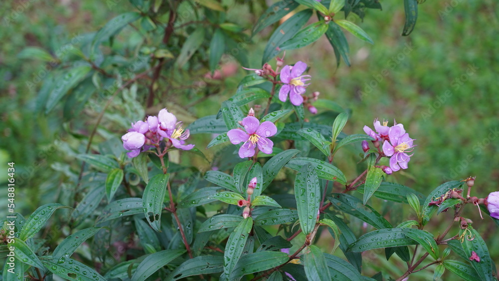 Obraz premium flowers in the garden | Tibouchina semidecandra, the princess flower, glory bush, is an evergreen shrub | 巴西野牡丹