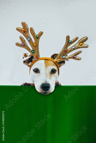 Portrait of Christmas dog with deer horns, green background for copy space