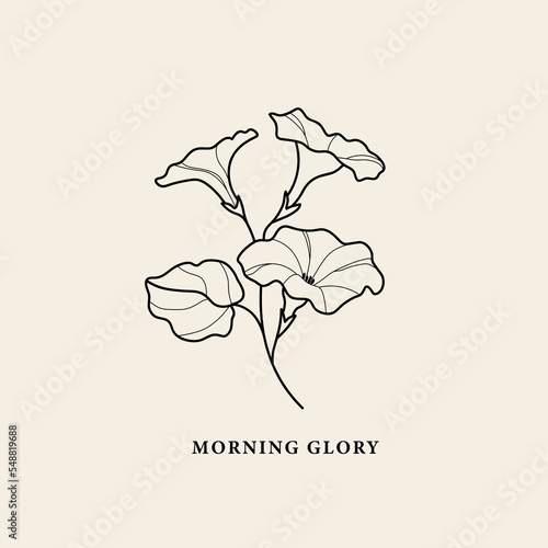 Line art morning glory flower illustration