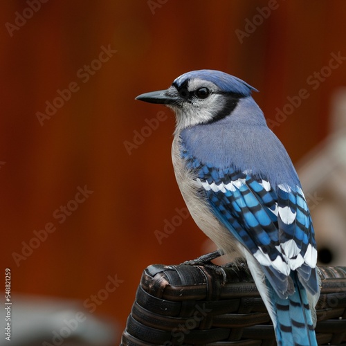 Fototapeta Macro of a blue jay bird