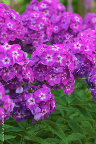purple phlox paniculata in the flowerbed