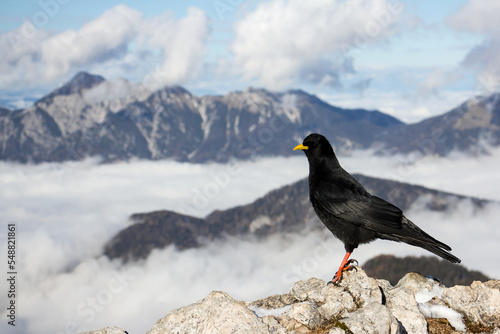Alpine chough or yellow-billed chough (Pyrrhocorax graculus) black alpine bird in the crow family in Julian Alps Slovenia