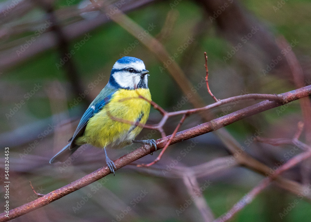 Fototapeta premium blue tit looking for food