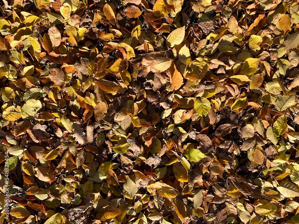 autumn leaves background, autumn collection.