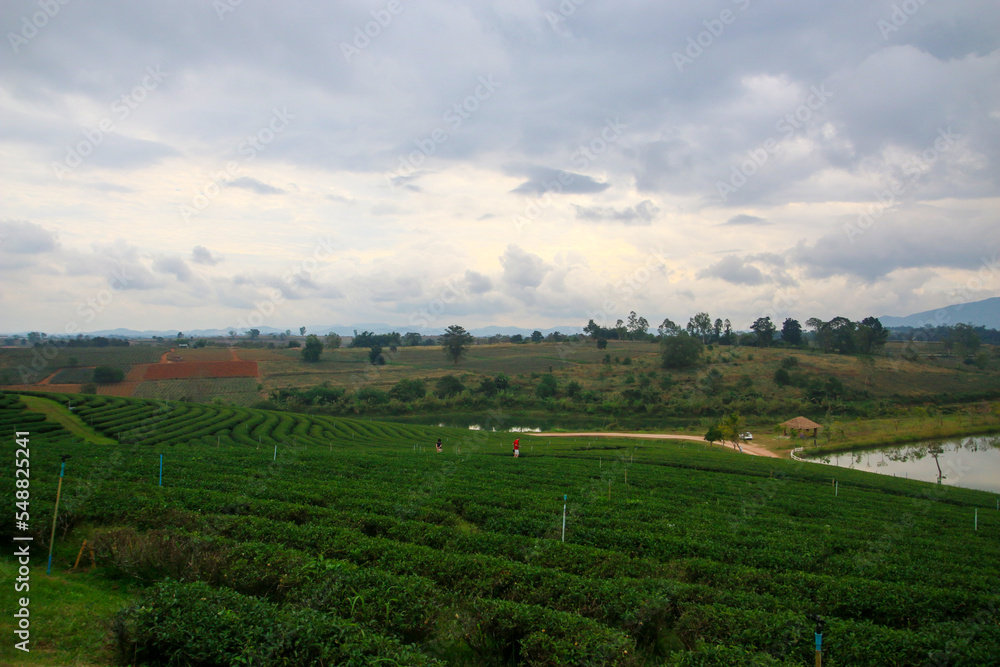 The scenery of the tea plantation in the sunrise Chiang Rai, North of Thailand