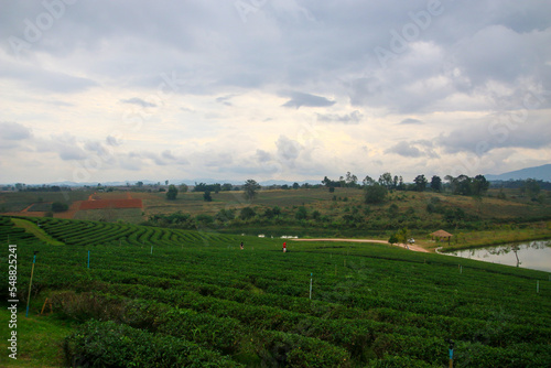 The scenery of the tea plantation in the sunrise Chiang Rai  North of Thailand