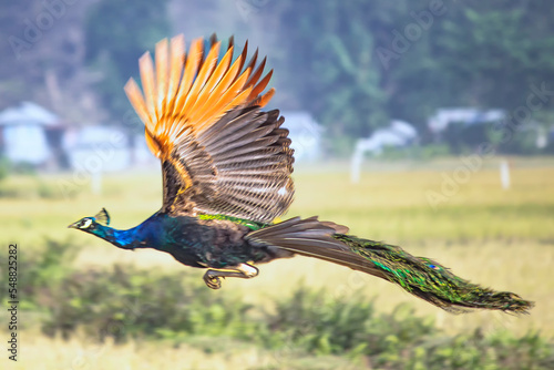 Flying peacock In The Wild India