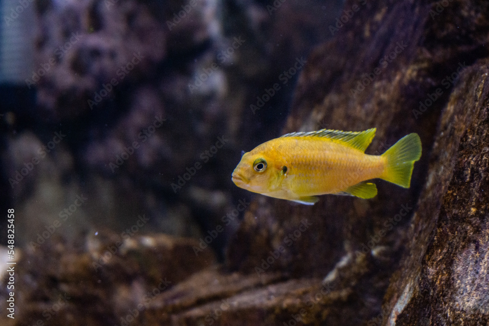 African Cichlids lake Malawi