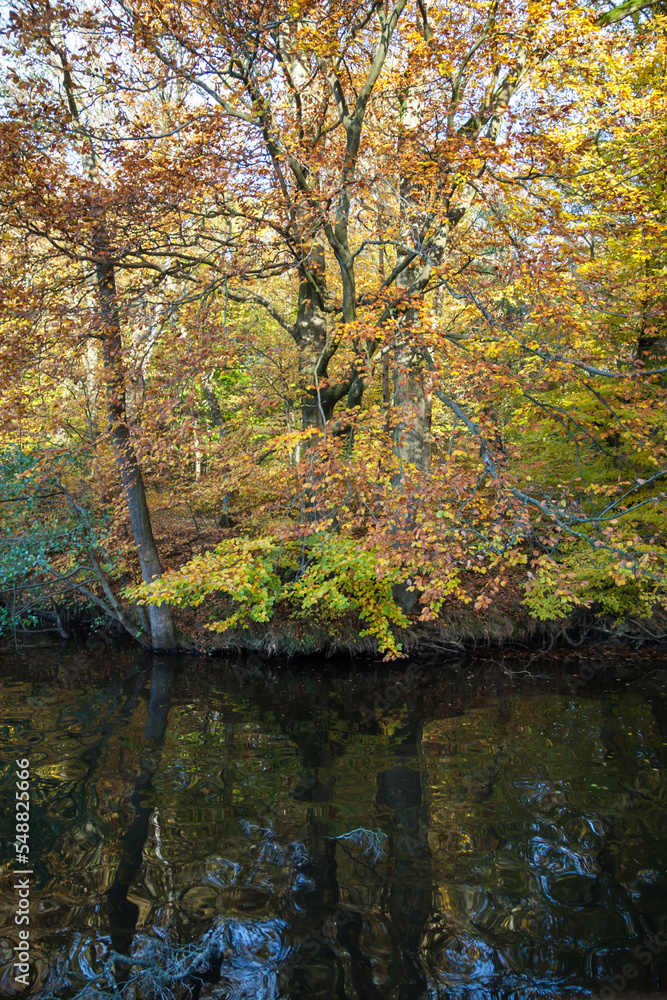 Lake with trees on the shore with yellowed foliage in autumn in sunny weather.