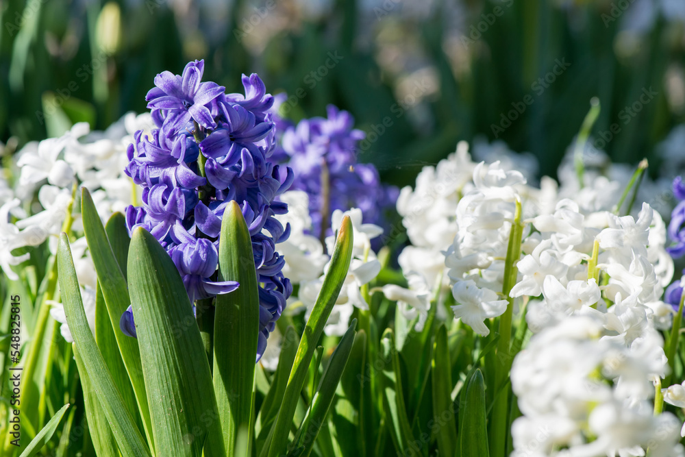 Fototapeta premium Colorful hyacinths flowering in a spring garden - selective focus