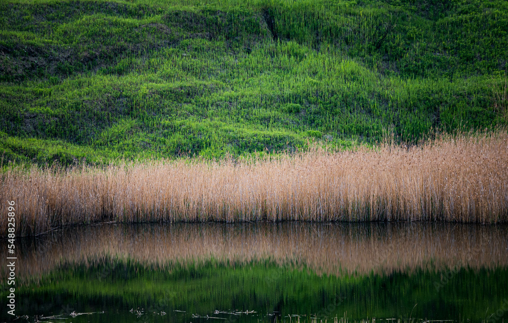 Obraz premium Grass