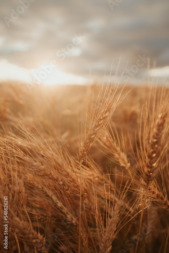 field of wheat at sunset 