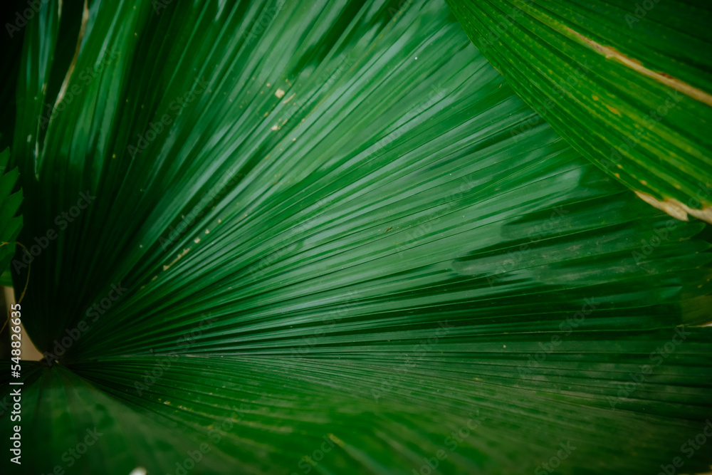 Obraz premium Detail of green palm leaf