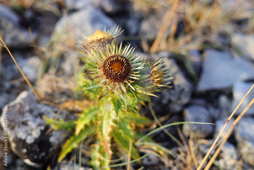Distel
