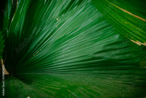 Detail of green palm leaf