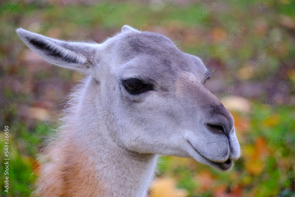 Muzzle young llama against background autumn foliage.