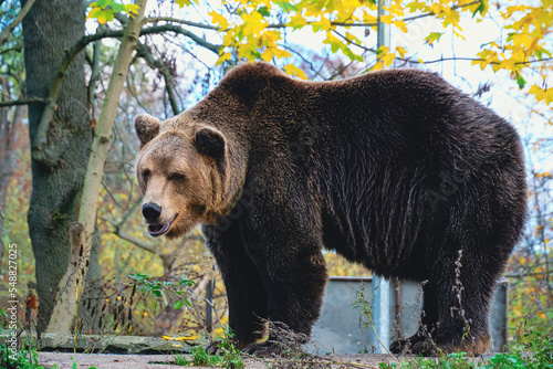 Healthy, wild bear in full growth.