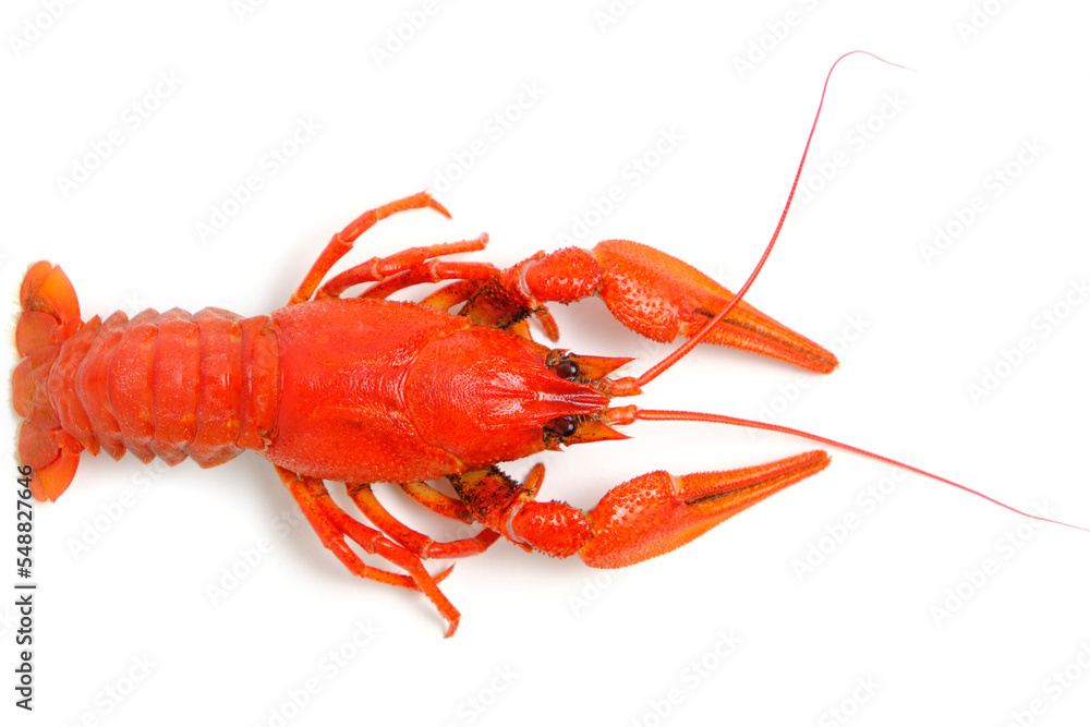 Cooked, red crayfish white background. Cooked, red crayfish white background.