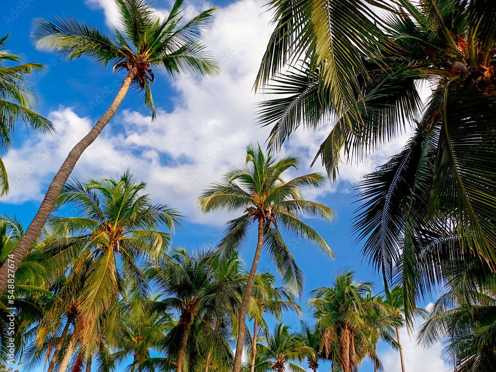 Fototapeta premium Coconut plantation in tropical plantation