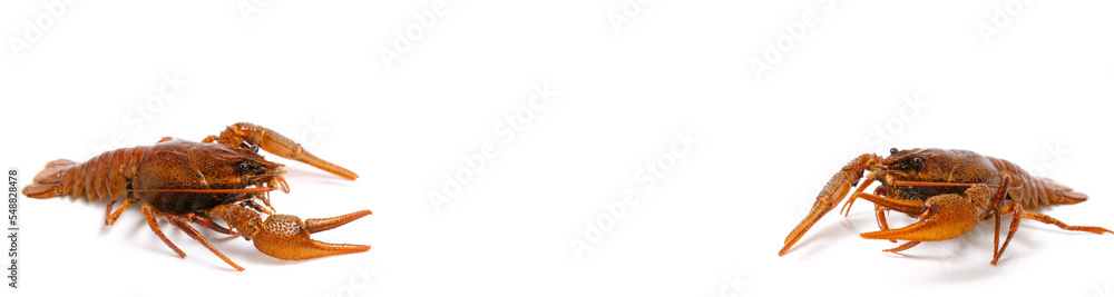 Banner, live crayfish white background. Banner, live crayfish white background.