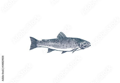 Ink pen crosshatching vector drawing of a trout fish