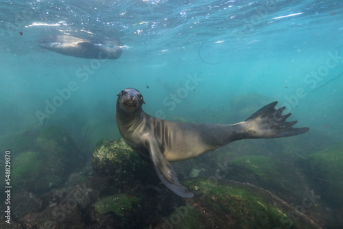 California Sea Lion in the Pacific Ocean, California, United States