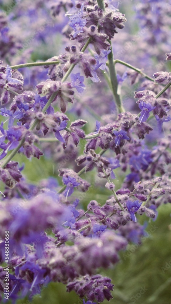 close up of lavender close up of lavender