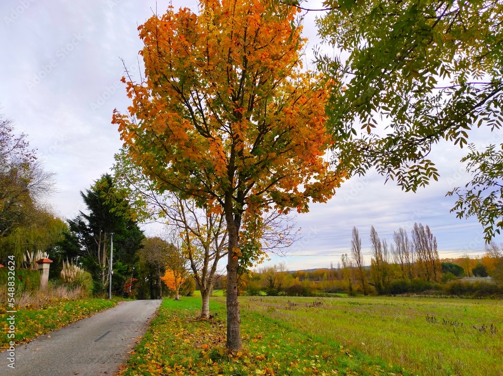 Naklejka premium Photo d'arbre au Cœur de l'automne