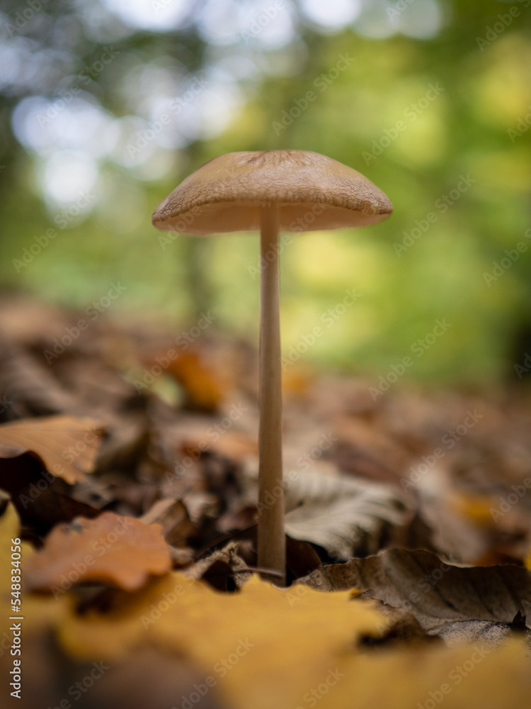 mushroom in the green grass mushroom in the green grass
