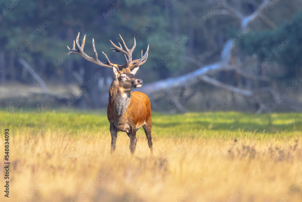 Fototapeta premium Male red deer posing in natural habitat on Veluwe