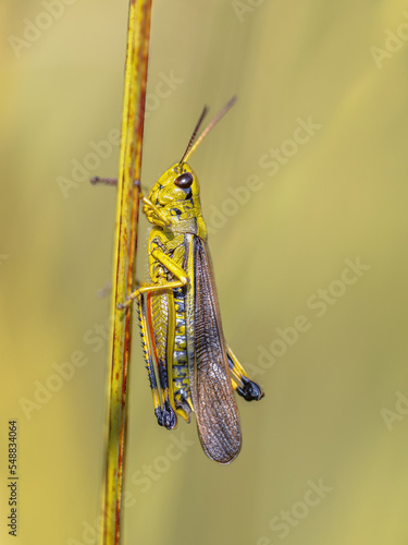 Large marsh grasshopper perched on grass photo