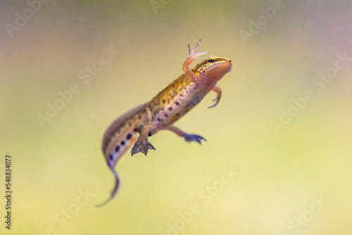 Fotografiet Male Palmate newt swimming in natural aquatic habitat