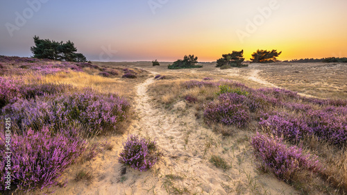 Sunset over heathland Veluwe Netherlands