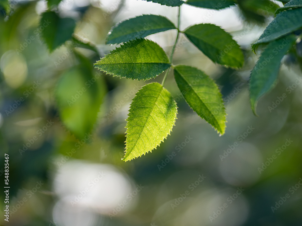 Green leaves in the sunshine Green leaves in the sunshine