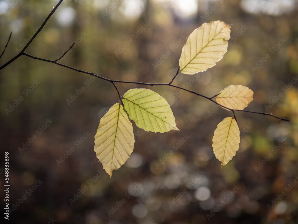 Autumn leaf in the forest. Autumn leaf in the forest.