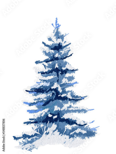 blue pine tree. winter pine tree