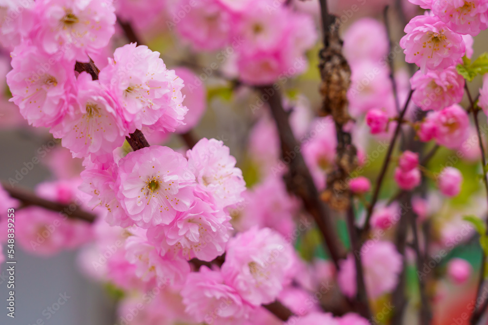 Blossoming sakura tree flower with selective focus on blurred background. Defocused backdrop copy space Blossoming sakura tree flower with selective focus on blurred background. Defocused backdrop copy space