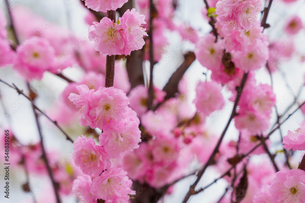 Flowers on a branch of sakura tree with selective focus on a blurred background. Defocused backdrop copy space Flowers on a branch of sakura tree with selective focus on a blurred background. Defocused backdrop copy space