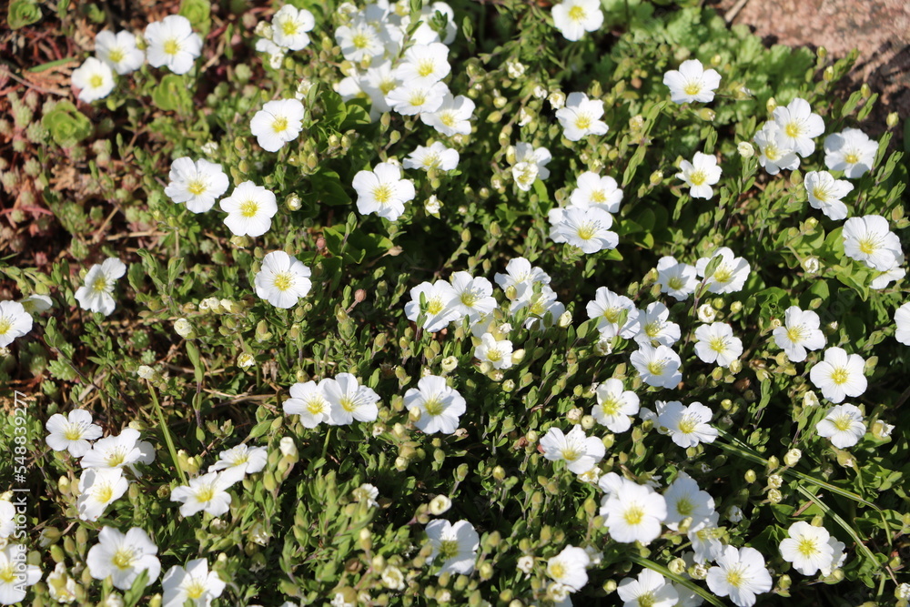 Arenaria montana blooming white