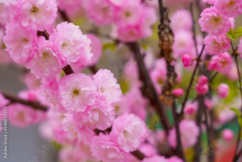 Blossoming sakura tree flower with selective focus on blurred background. Defocused backdrop copy space