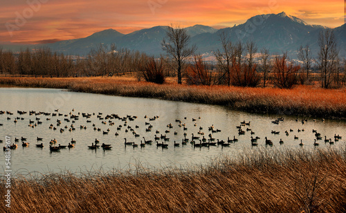 Photos Canada geese at dusk during autumn, Coot Lake, Boulder, Colorado