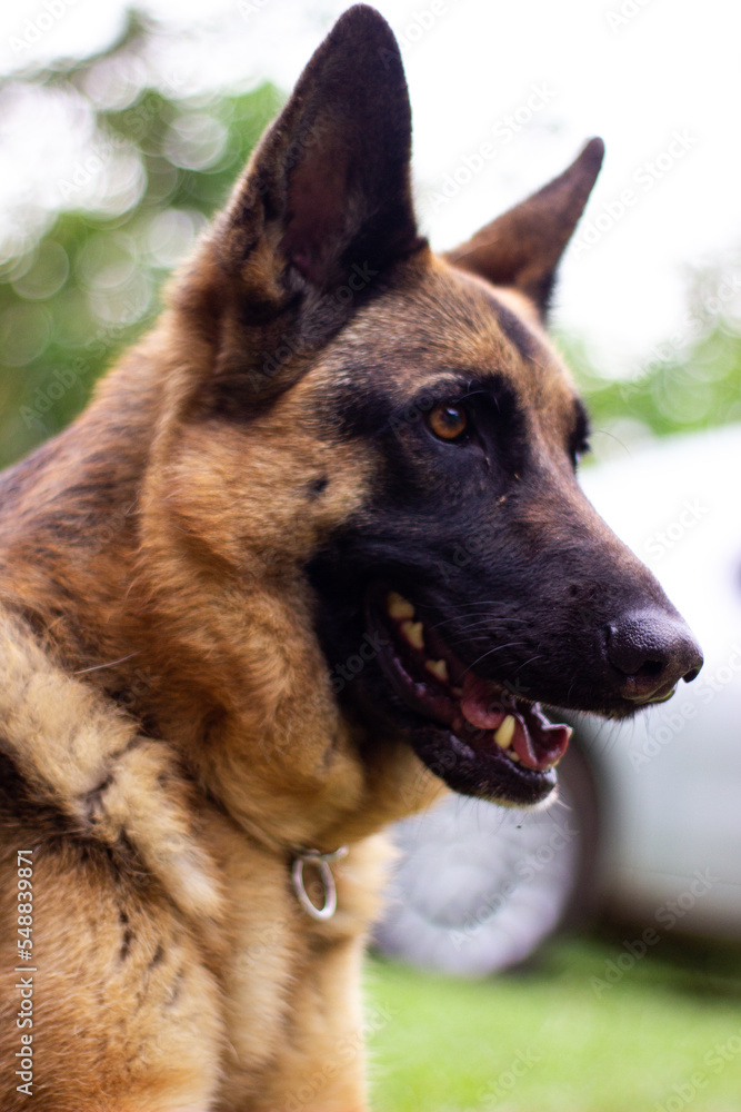 belga shepherd dog belga shepherd dog