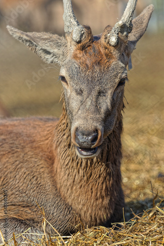 Face of a virginian deer sitting in a meadow photo