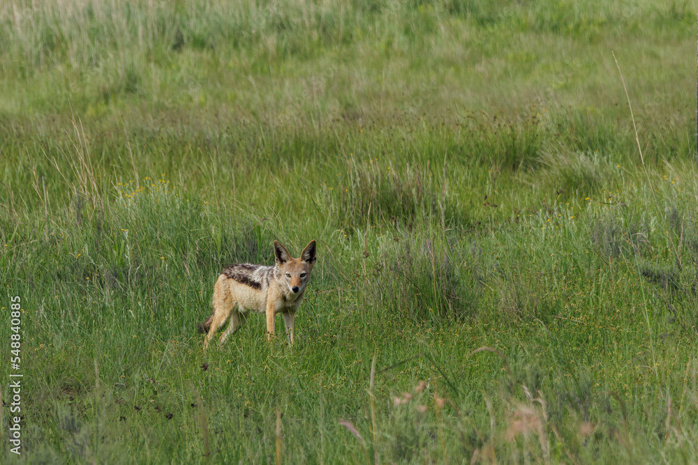 Black-backed jackal (Canis mesomelas) in a grassland Black-backed jackal (Canis mesomelas) in a grassland