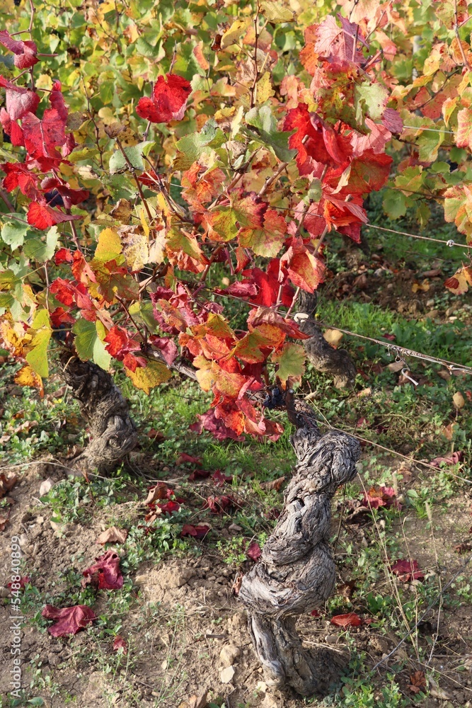 autumn in the vineyards, France 