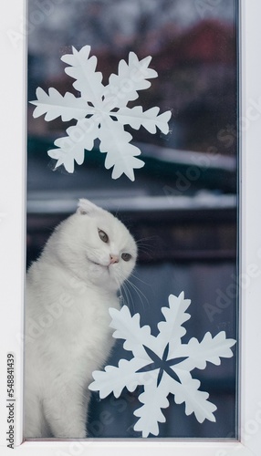 White domestic cat in the window with snowflakes. Snowing. Winter. Cold. Scottish fold cat sits by the window in winter. Displeased funny cat looks out the window in winter