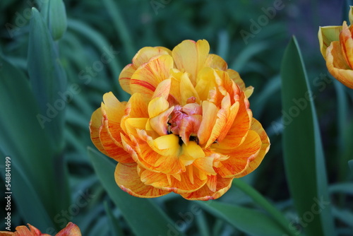 Foto Tulip Darwin Hybrid  Double Beauty of Apeldoorn
